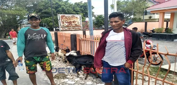 Pedagang Kambing dari NTT