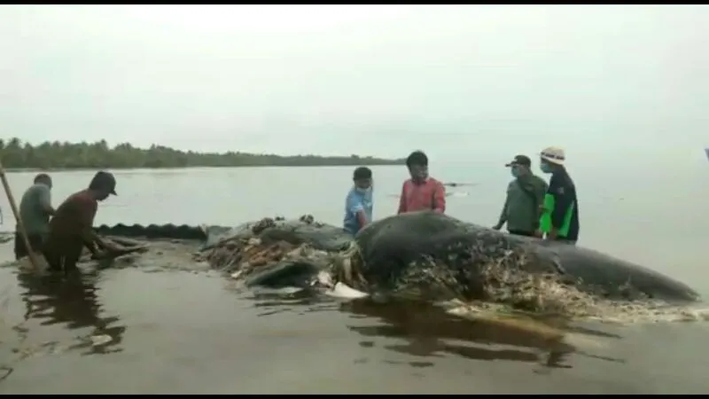 Paus terdampar di wakatobi
