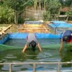 Kolam Ikan Terpal