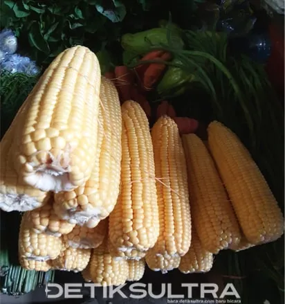 Permintaan Jagung Naik, Sepekan Laris Puluhan Karung
