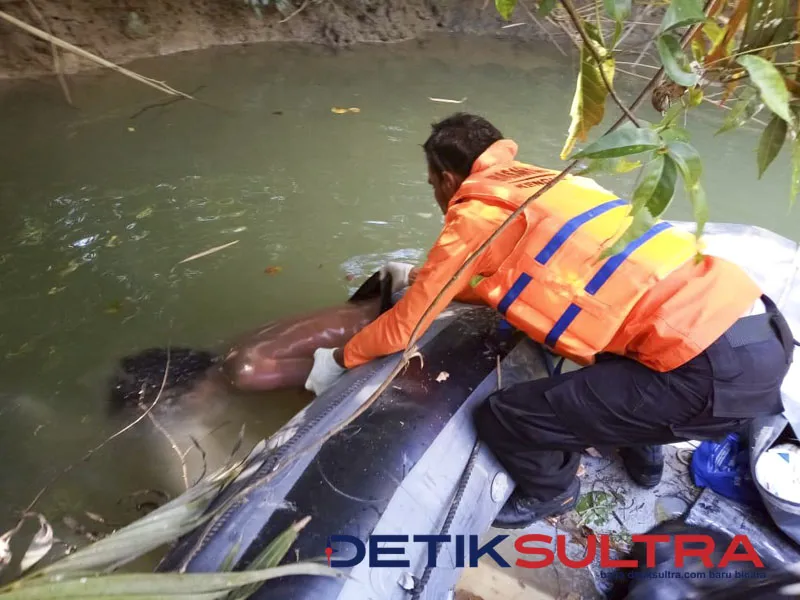 Korban terkaman buaya