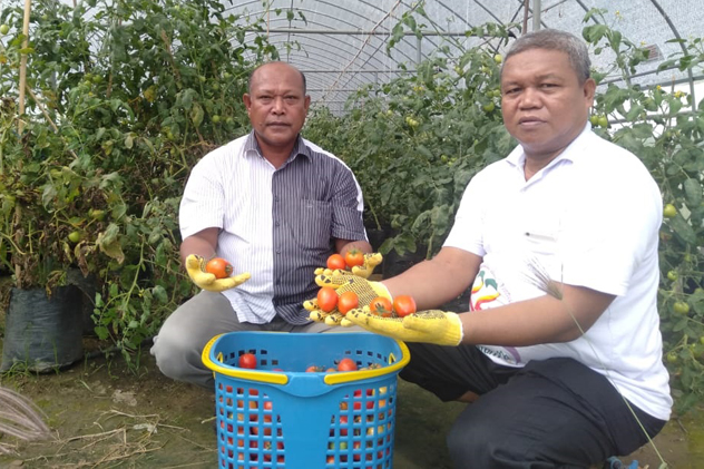 Photo of Universitas Lakidende Panen Perdana Praktikum Digital Farming Teknologi Greenhouse