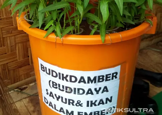 Inovasi Baru, Dinas Pangan Kendari Gabungkan Budidaya Sayuran Dengan Ikan Lele