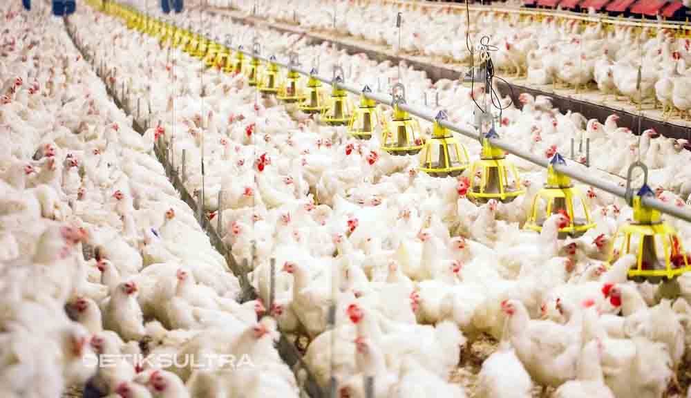 Ayam Potong Diprediksi Habis Ratusan Ekor Perhari di Bulan Ramadhan