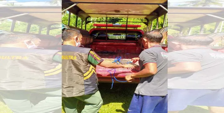 BKSDA Sultra Evakuasi Buaya Temuan Warga Konut