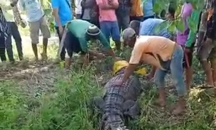 Warga Bombana Tangkap Buaya Berukuran Empat Meter