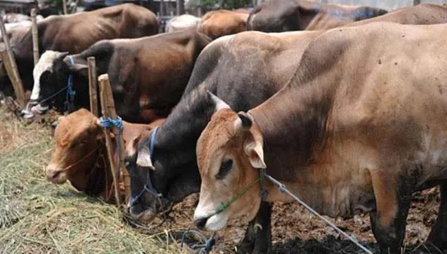 Presiden Kurban Sapi Seberat 1,3 Ton di Sultra, Pembagian Diantarkan ke Rumah Warga