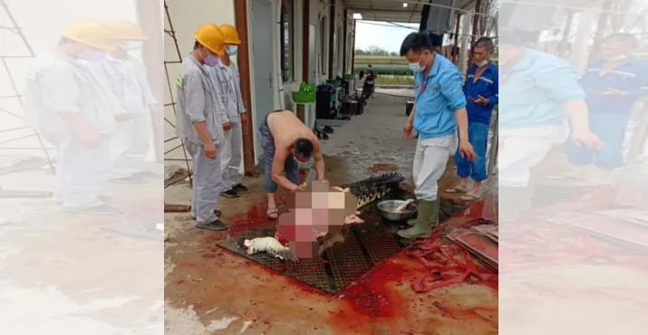 WNA di Morosi Kuliti Buaya, BKSDA Sultra Berang