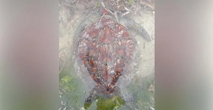 Nelayan di Buton Lepas Seekor Penyu yang Terperangkap di Sero