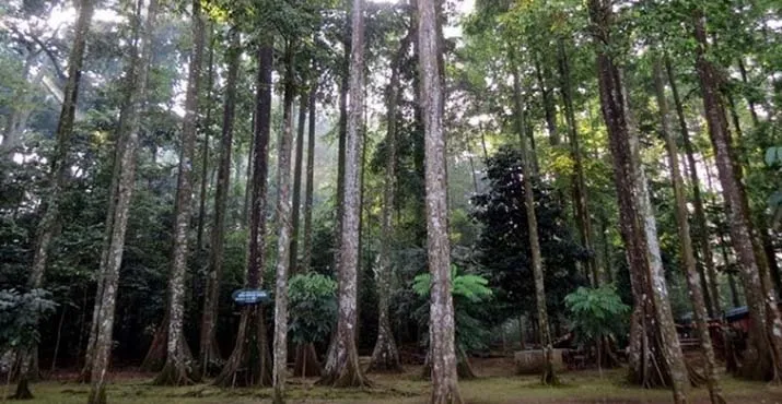 Basarnas Cari Warga yang Hilang di Hutan Larona
