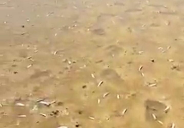 Soal Ikan Mati di Pantai Nambo, BMKG: Suhu Air Laut di Kendari Meningkat