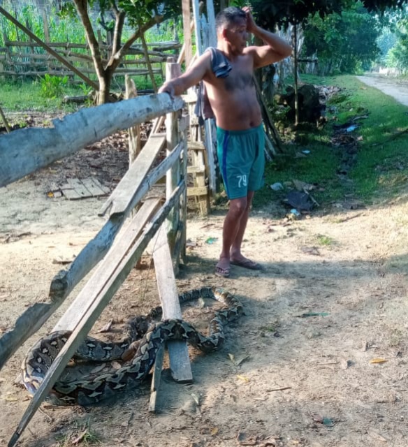 Warga Desa Nihi Mubar Temukan Ular Berukuran 5 Meter