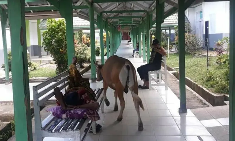 Meresahkan, Sapi di Bombana Berkeliaran Masuk Rumah Sakit