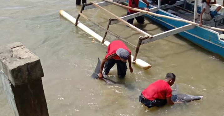 BKSDA Sultra Evakuasi Lumba-lumba Pilot yang Terdampar di Sungai Wangu