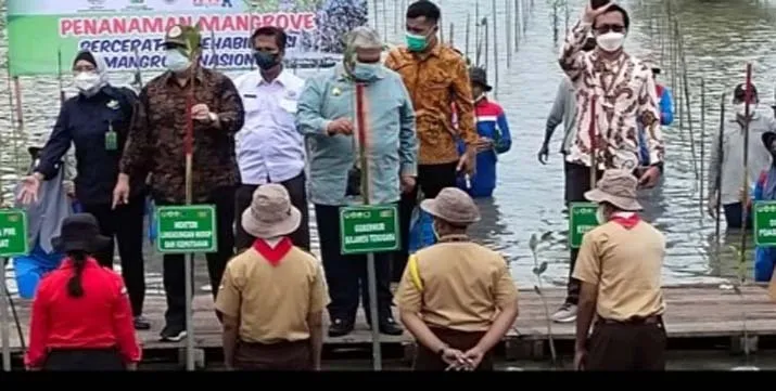 Puncak HPN, 2000 Bibit Mangrove Ditanam di Teluk Kendari