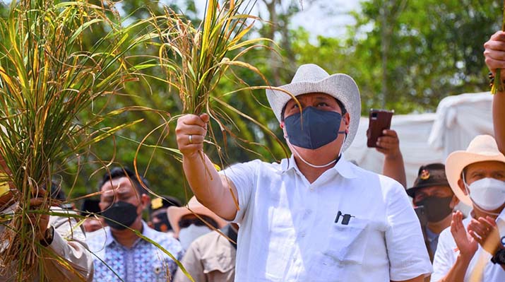 Jadikan Lahan Kering di Indonesia Produktif, Pemerintah Dorong Budidaya Padi Gogo