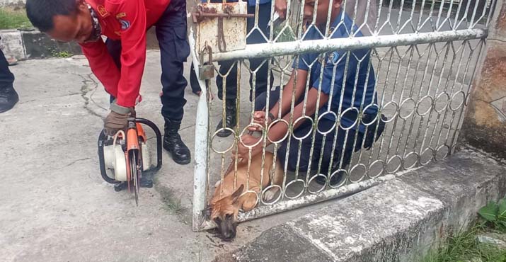 Petugas Damkar Kendari Selamatkan Anjing yang Terjebak di Pagar