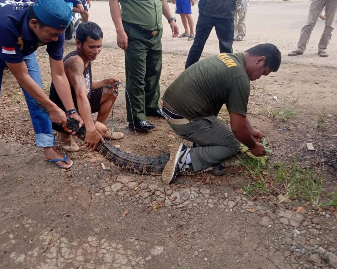 BKSDA Sultra Evakuasi Buaya Sepanjang 1,8 Meter