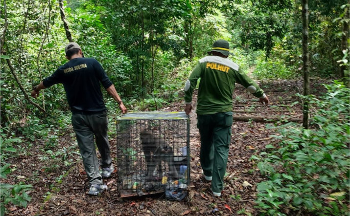 BKSDA Sultra Lepasliarkan Monyet Buton Hasil Translokasi dari Papua ke Habitatnya