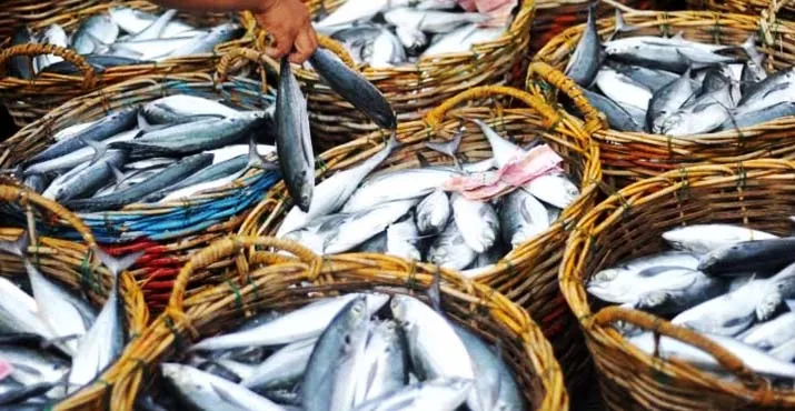 Ilustrasi ikan