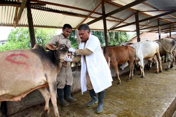 Jelang Iduladha, Dinas Pertanian Kendari Bentuk Tim Respons Cepat Pemeriksaan Hewan Ternak