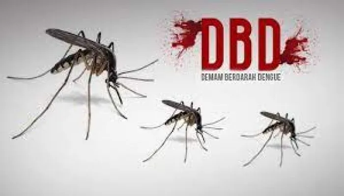 Hingga Oktober 2022, Dinas Kesehatan Temukan 204 Kasus DBD di Kendari