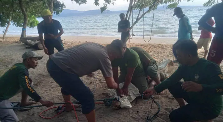 BKSDA Sultra Evakuasi Buaya Muara Sepanjang 2,5 Meter 