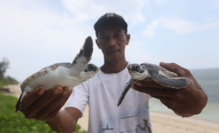 Jaga Habitat Penyu, Dispar Sultra Dukung Penangkaran Tukik di Kawasan Pantai Koguna Buton