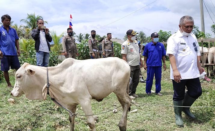 DPRD Konawe Dukung Program Inseminasi Buatan Demi Wujudkan Swasembada Daging