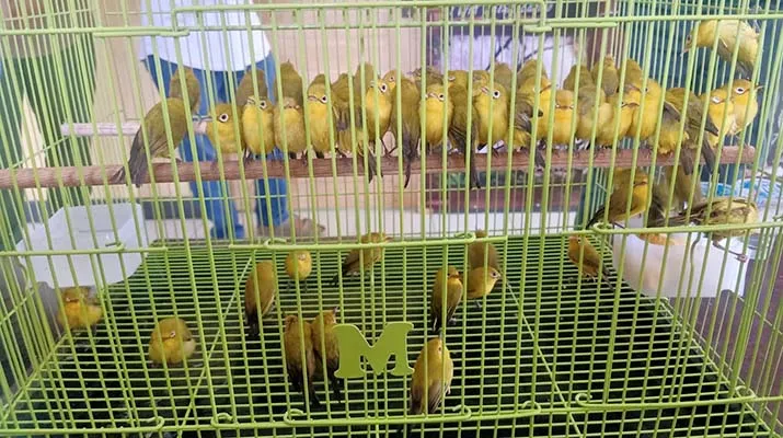 BKSDA Sultra Gagalkan Penyeludupan 64 Ekor Burung Kacamata Wakatobi