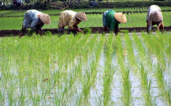 Antisipasi Gagal Panen, Dinas Pertanian Kendari Ingatkan Petani Perhatikan Hal Ini saat Musim Hujan