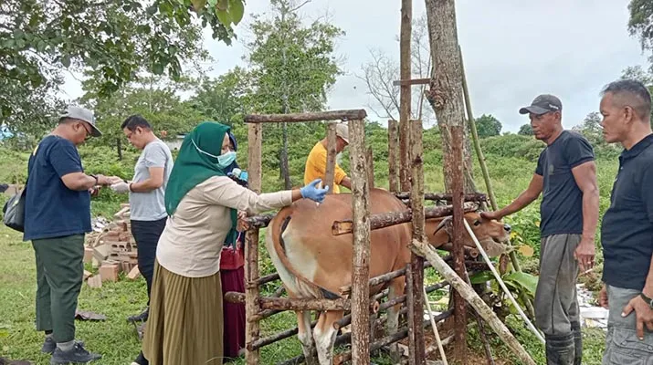 Dinas Pertanian dan Balai Besar Veteriner Makassar Vaksin Ternak Milik Lapas Kendari