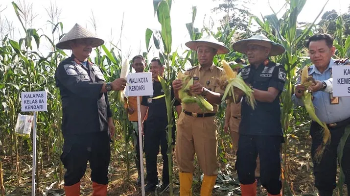 Lapas Kendari Panen Raya Jagung Milik Kelompok Tani Warga Binaan
