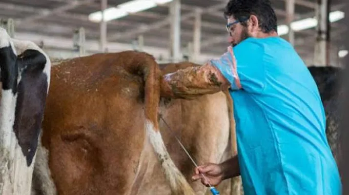 Proses Inseminasi Buatan (IB). Foto: Istimewa