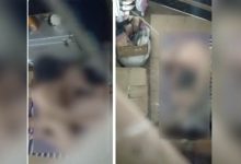 Photo of Dua Video Mesum Diduga TKA dan Jubir di Morosi Konawe Viral, Polisi Selidiki