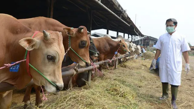 Ilustrasi sapi kurban