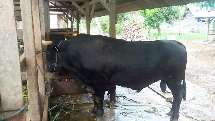 Sapi Bernama Markoseng Milik Peternak di Konsel Dibeli Presiden untuk Hewan Kurban