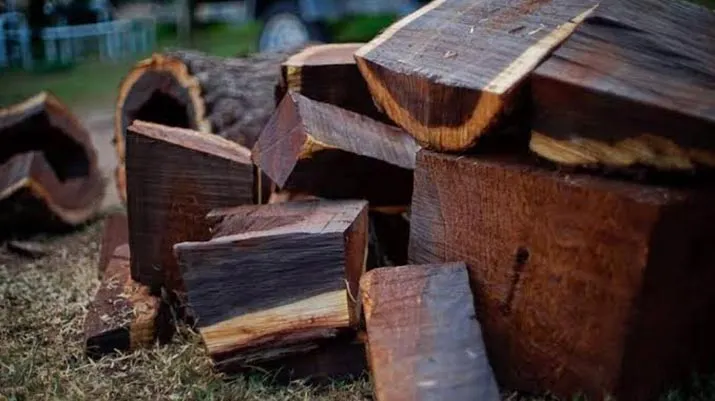 Kian Langka, Dishut Sultra Imbau Tidak Ada Penebangan Kayu Hitam