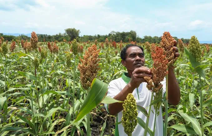 Miliki Bermacam Manfaat, Sorgum asal Sultra Berpotensi Dikembangkan