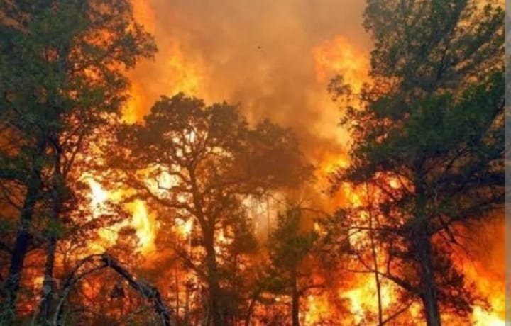 Musim Kemarau, Jumlah Kasus Kebakaran di Baubau Mencapai 131 Kasus