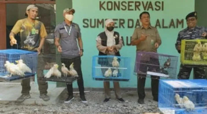 BKSDA Baubau Gagalkan Penyelundupan Satwa Dilindungi di Pelabuhan Murhum