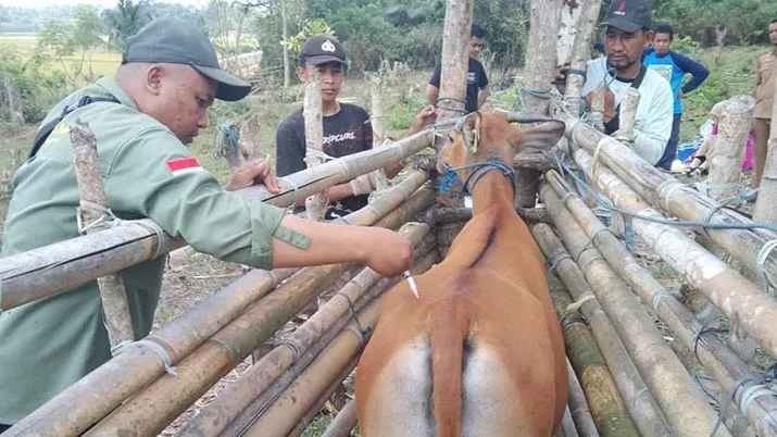 Pemkab Koltim Tuntaskan 16.165 Dosis Vaksin PMK di 11 Kecamatan