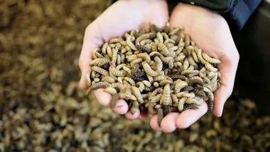 Ilustrasi maggot