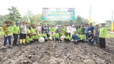 Pemkab Konut Target 1.000 Hektare untuk Penanaman Perdana Komoditi Wijen