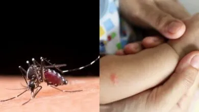 Satu Pasien DBD di Sultra Meninggal Dunia