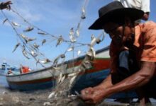 Nelayan Pulau Katela Mengeluh Hasil Tangkapan Berkurang Sejak Alat Tangkap Perre-Perre Beroperasi