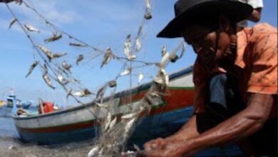 Nelayan Pulau Katela Mengeluh Hasil Tangkapan Berkurang Sejak Alat Tangkap Perre-Perre Beroperasi