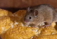 Ilustrasi Demam Urine Tikus