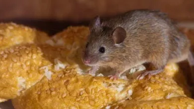 Ilustrasi Demam Urine Tikus