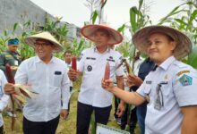 Pemkot Kendari Panen Jagung sebagai Upaya Pengendalian Inflasi